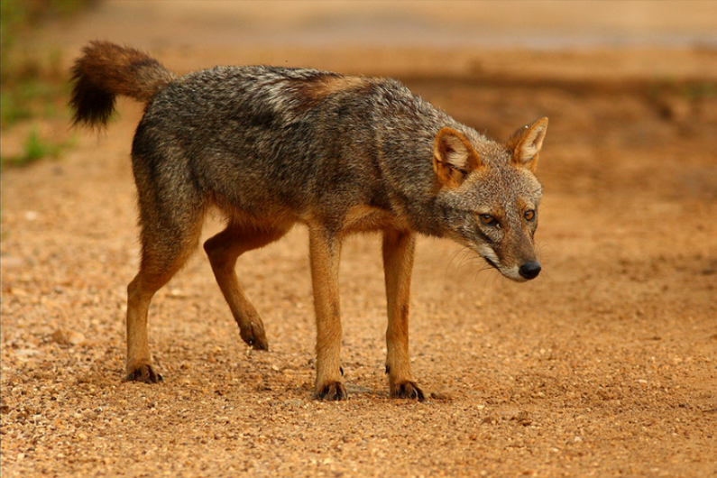 Le loup doré africain, une nouvelle espèce de chien sauvage découverte ...