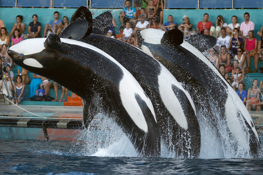 Des orques au Marineland d'Antibes en 2013