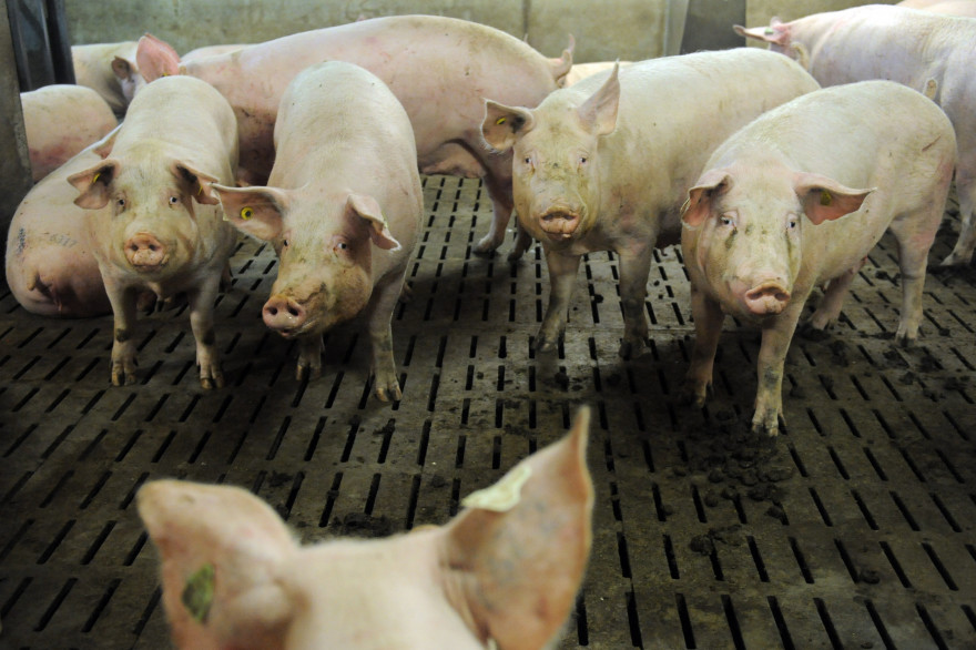 Des porcs dans une exploitation agricole à Plonéour-Lanvern, en 2015