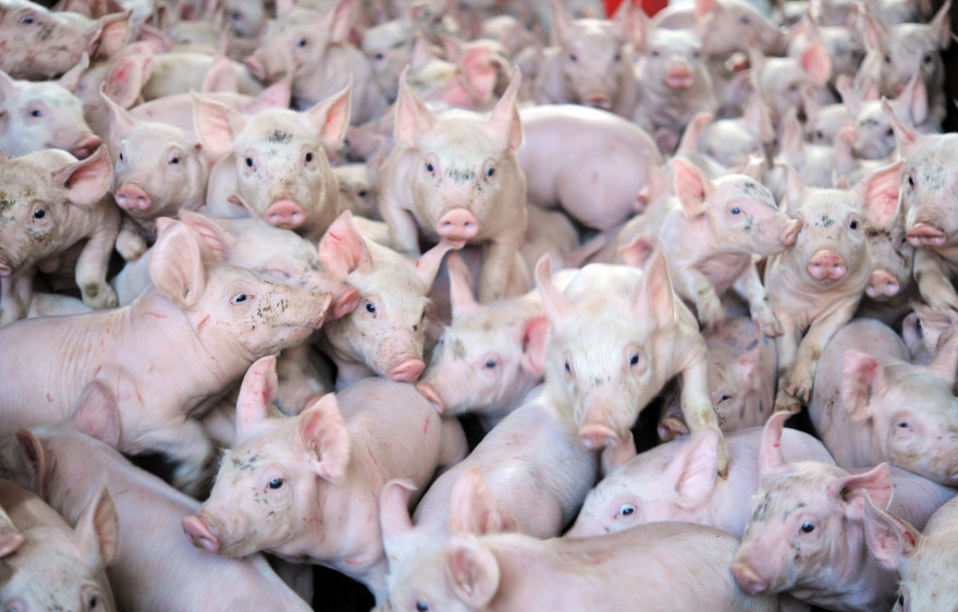 Un élevage de cochons (illustration)