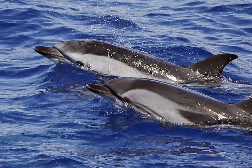 Deux dauphins au large de Nice le 23 juillet 2014 (illustration).