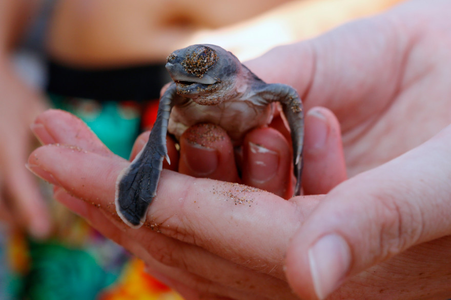 Un baba tortue (illustration)