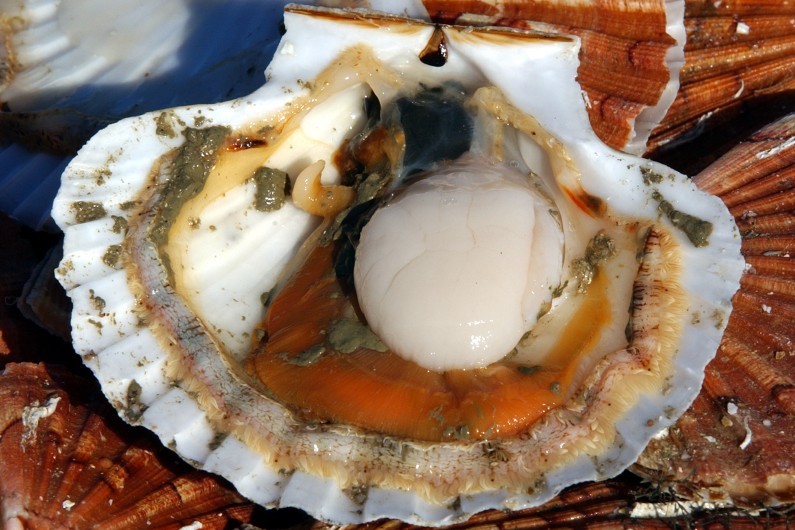 À la pêche à la coquille SaintJacques au large de Dieppe