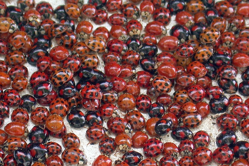 Invasion de coccinelles de Chine dans "Maison, Jardin, Cuisine, Brocante"