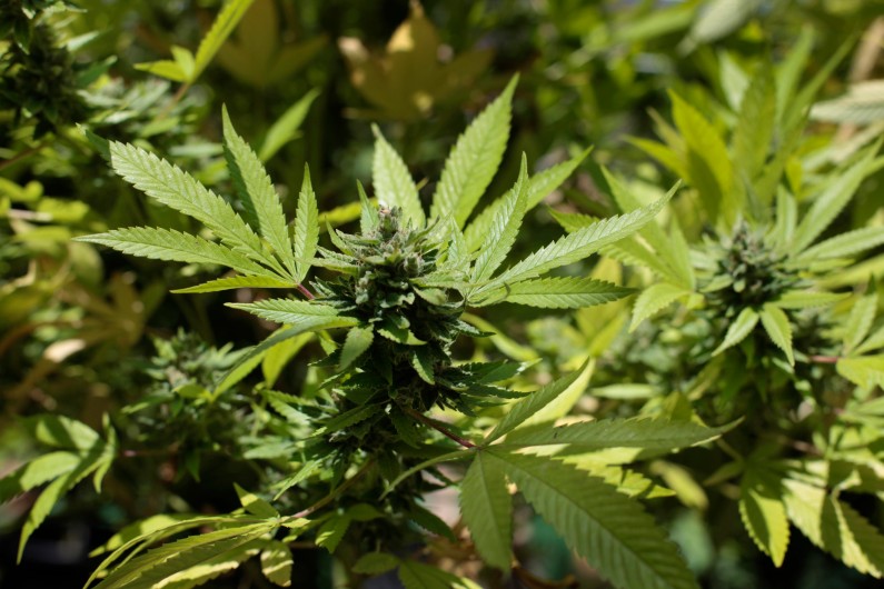 Un plant de cannabis (illustration)