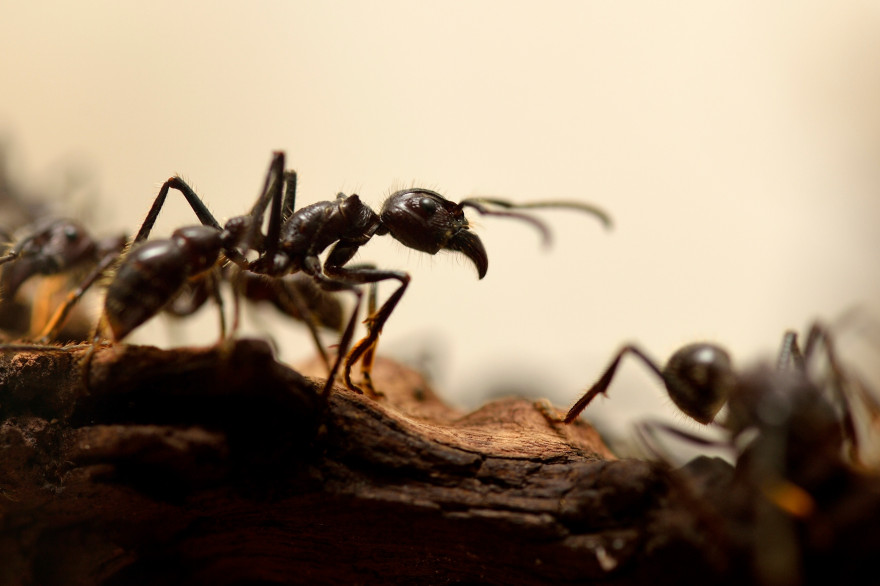 Des fourmis (illustration)