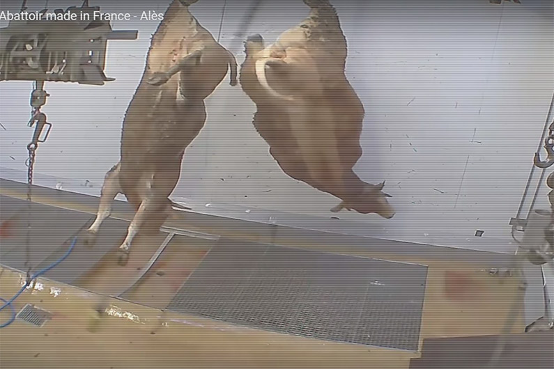 Actes de cruauté sur des animaux : le maire d'Alès ordonne la fermeture de l'abattoir municipal