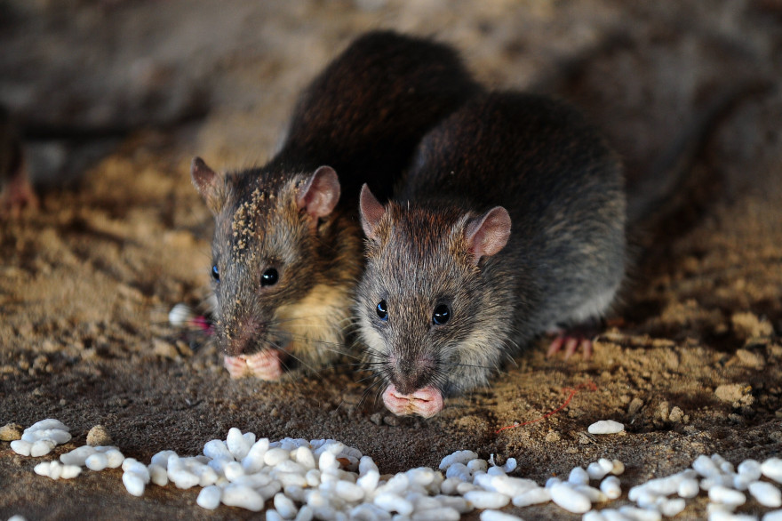 Des rats en Inde (illustration)