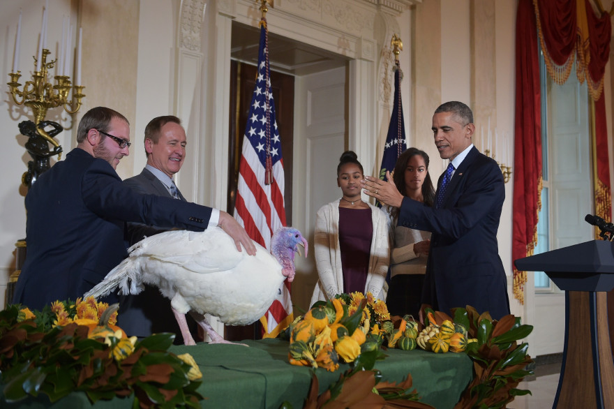 Barack Obama gracie une dinde dans la Roseraie de la Maison Blanche chaque veille de Thanksgiving