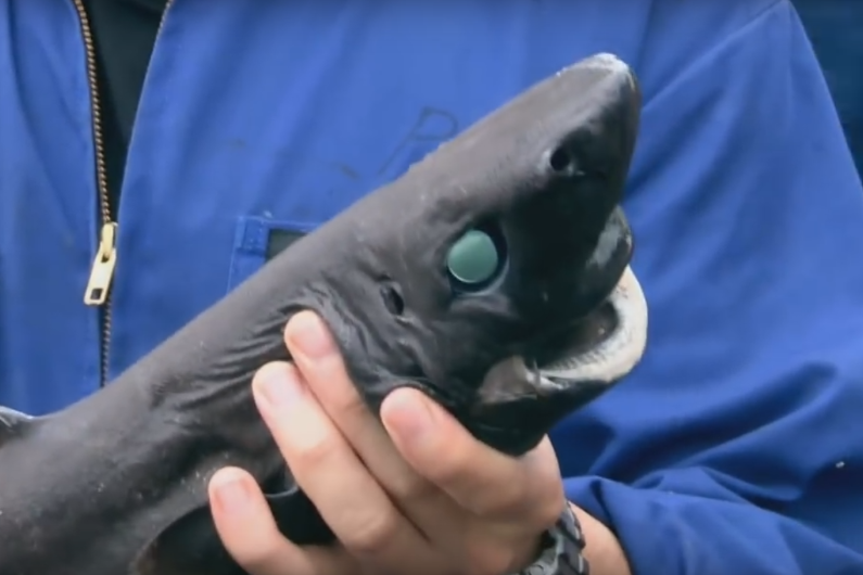 Le requin lanterne-ninja vient d'être officiellement identifié