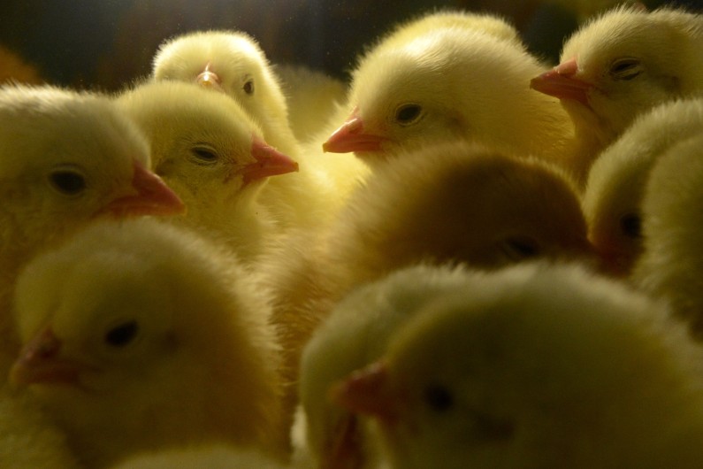 50 millions de poussins sont victimes de pratiques cruelles d'après l'association L214