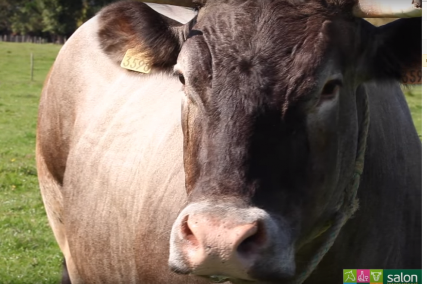 Cerise, l'égérie du Salon de l'Agriculture 2016