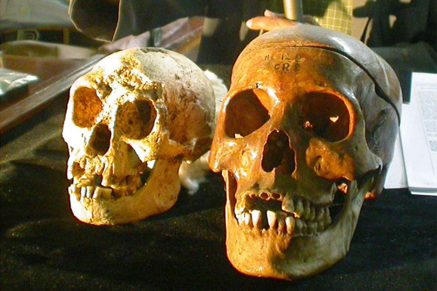 Le crâne d'Homo floresiensis à gauche lors de sa découverte à Yogyakarta (Indonésie)