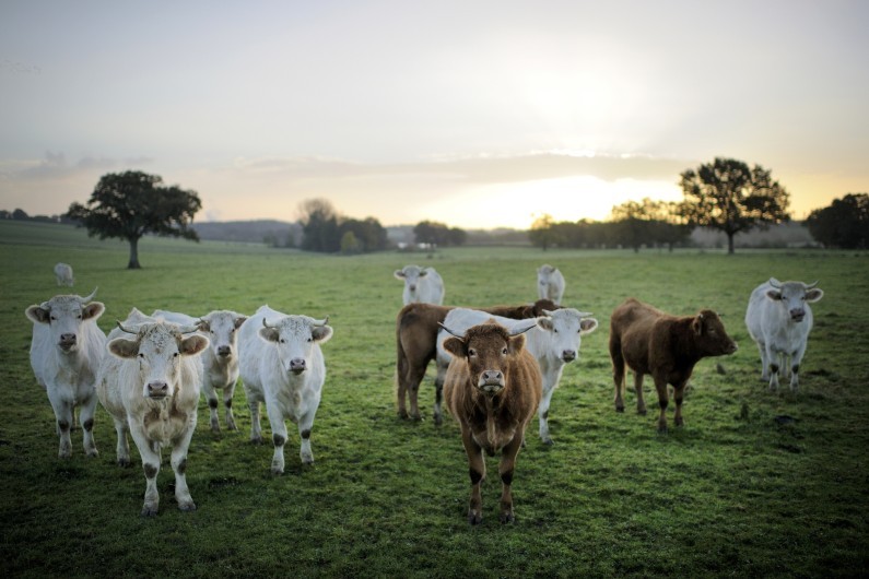 Des vaches dans l'ouest de la France (archives)