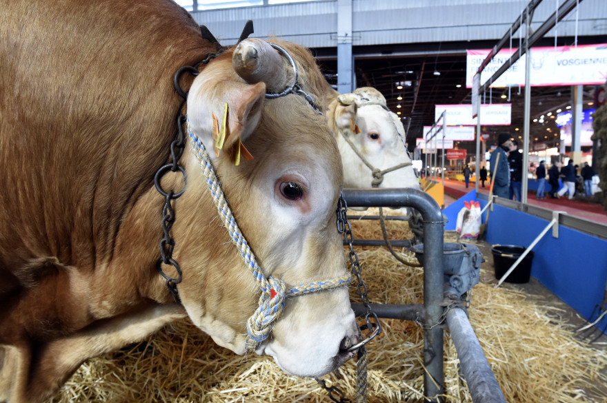 Le Salon de l'Agriculture 2016 a été inauguré samedi 27 février.