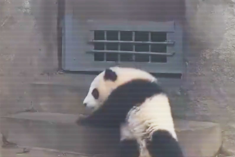 Un bébé panda essaie de sortir de son enclos en Chine