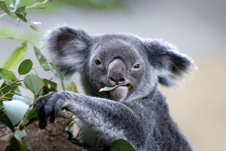 Un koala (illustration)
