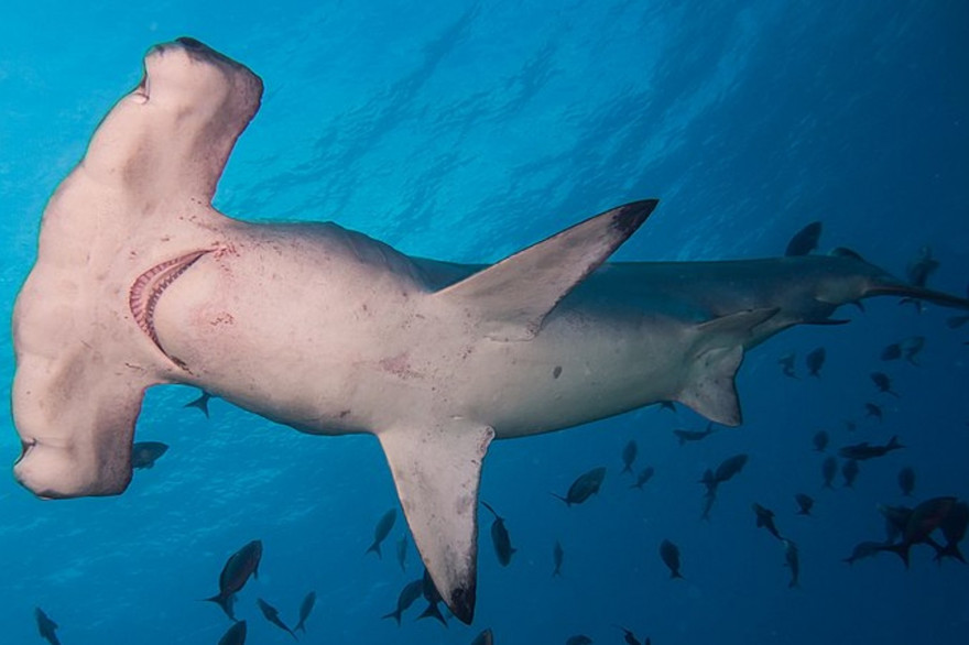 Un requin marteau (illustration)