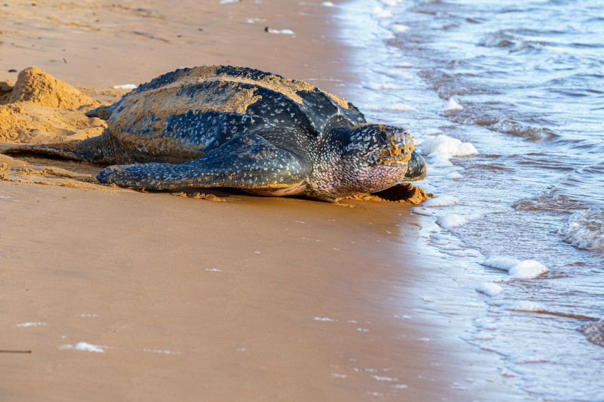 Une tortue luth photographiée le 4 juillet 2019 en Guyane (illustration).