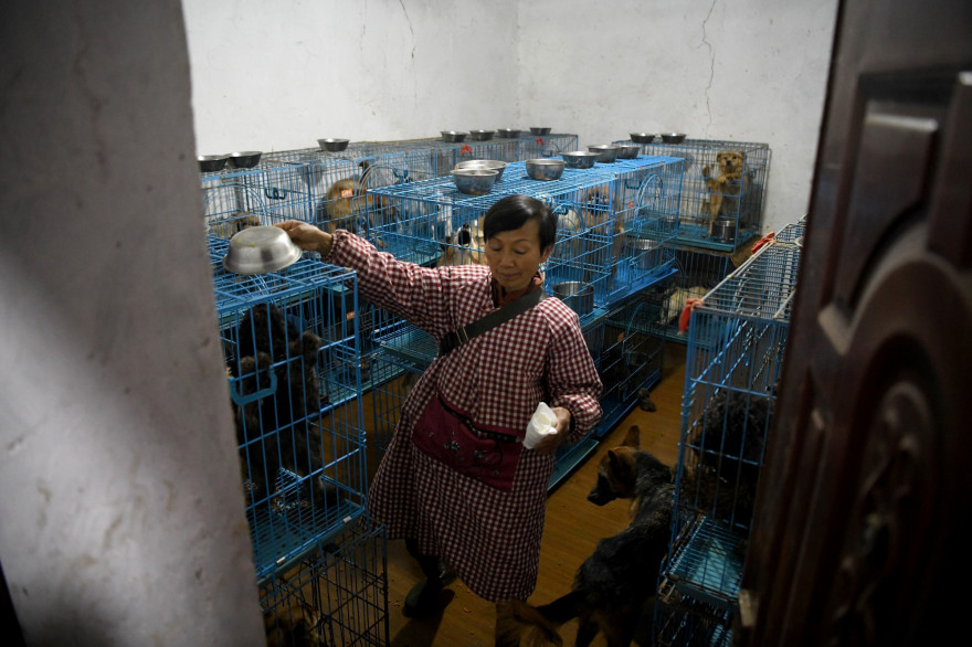 Wen Junhong, 68 ans, vit avec 1.300 chiens