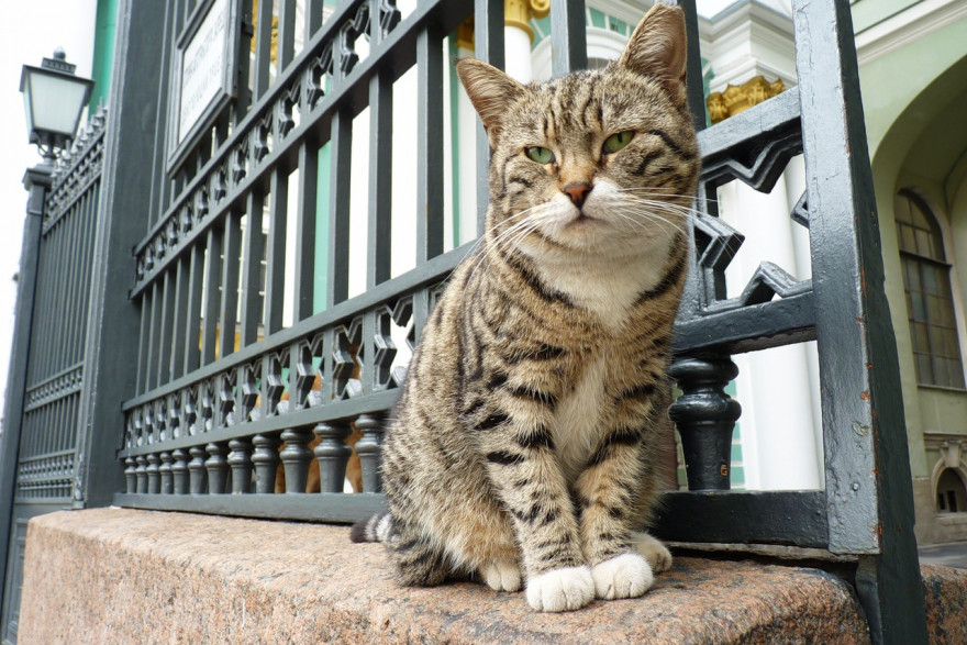 Un chat gardien du musée de l'Ermitage