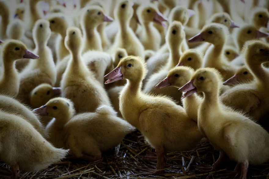 Un élevage de canards (illustration).