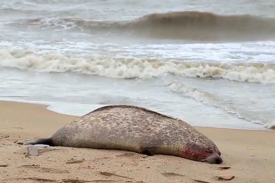 Près de 300 phoques ont été retrouvés morts depuis le 7 décembre, sur les bords de la mer Caspienne, en Russie.