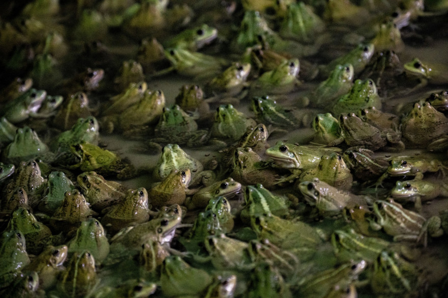 Des grenouilles dans une marre (illustration)