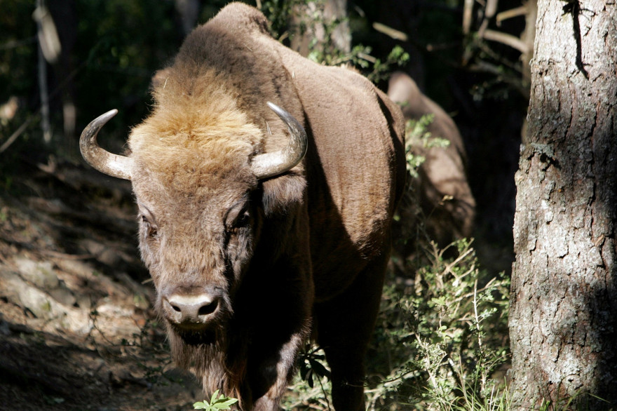Le bison d'Europe est l'une des rares espèces dont la conservation est efficace, il est passé d'espèce "vulnérable" à "quasi-menacée"