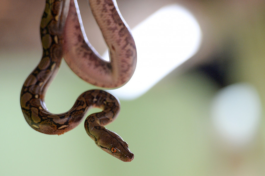 Un serpent (illustration)