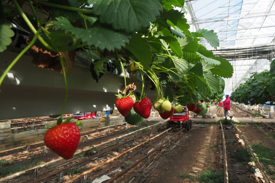 Une culture de fraises hors-sol sous serre (Illustration).
