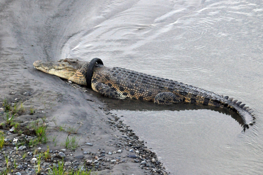 Le crocodile géant au bord d'une rivière de Palu, le 22 janvier 2020