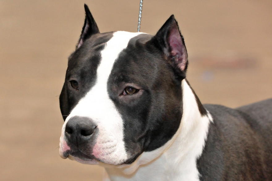 Un chien de la race des American Staffordshire Terrier