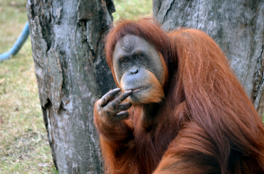 L'orang-outan de Sumatra