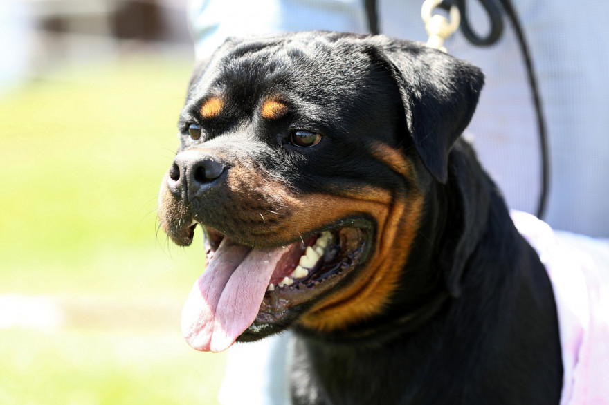 Rottweiler (illustration)