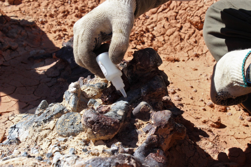 Un scientifique prélevant des échantillons sur un fossile de dinosaures (illustration).