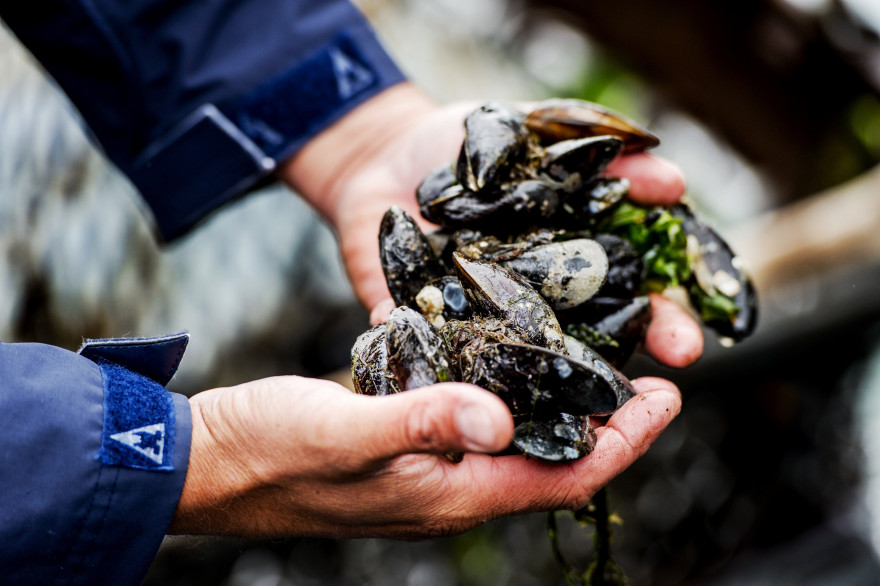 Les personnes allergiques aux acariens doivent éviter les fruits de mer