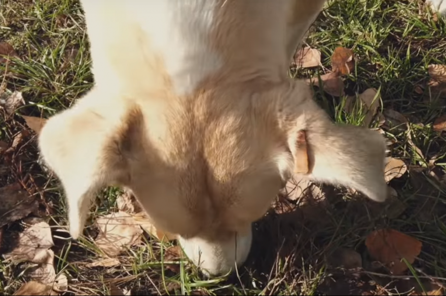 Un documentaire raconte l'histoire méconnue des chiens de Tchernobyl