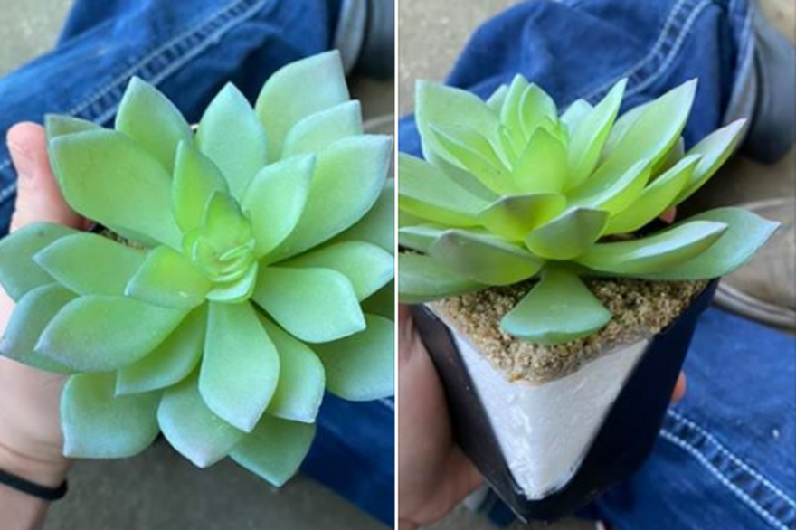 La plante de cette Américaine était en fait en plastique
