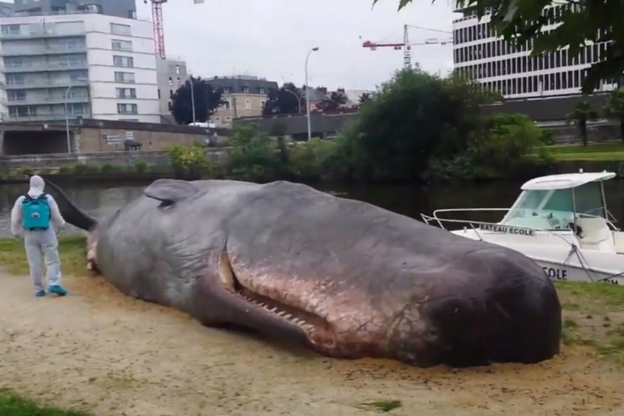 À Rennes, un faux cachalot s'échoue sur les rives du fleuve Vilaine