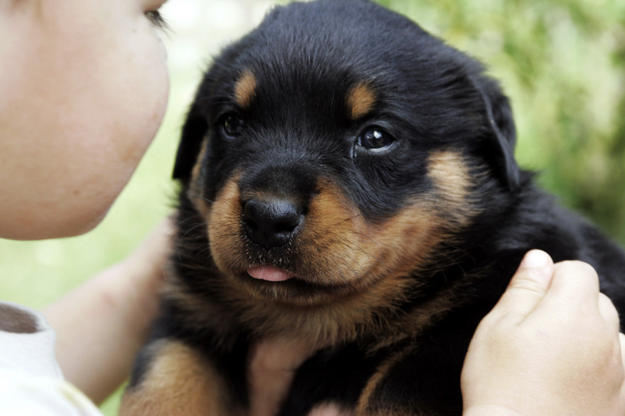 Un chiot (illustration)