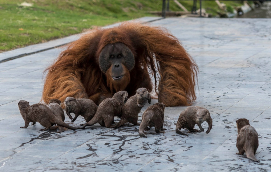 Un orang-outan qui joue avec des loutres à Pairi Daiza