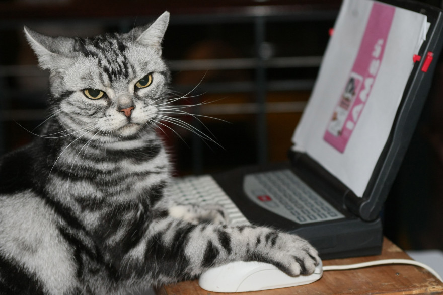 Un chat pose devant un ordinateur lors d'un concours en 2007 à New-York.