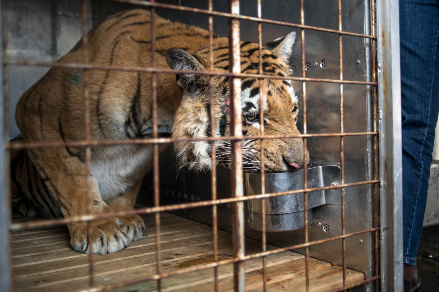 Un tigre dans un zoo (illustration).