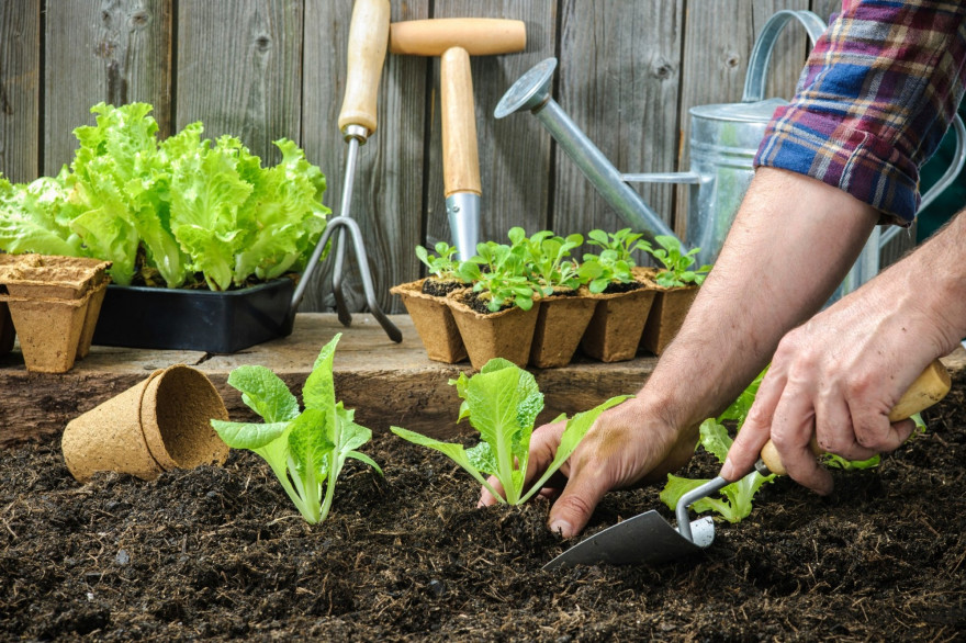 Désherber son potager