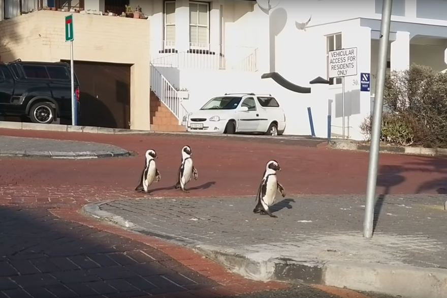 Des manchots en pleine rue à Cape Town en Afrique du Sud