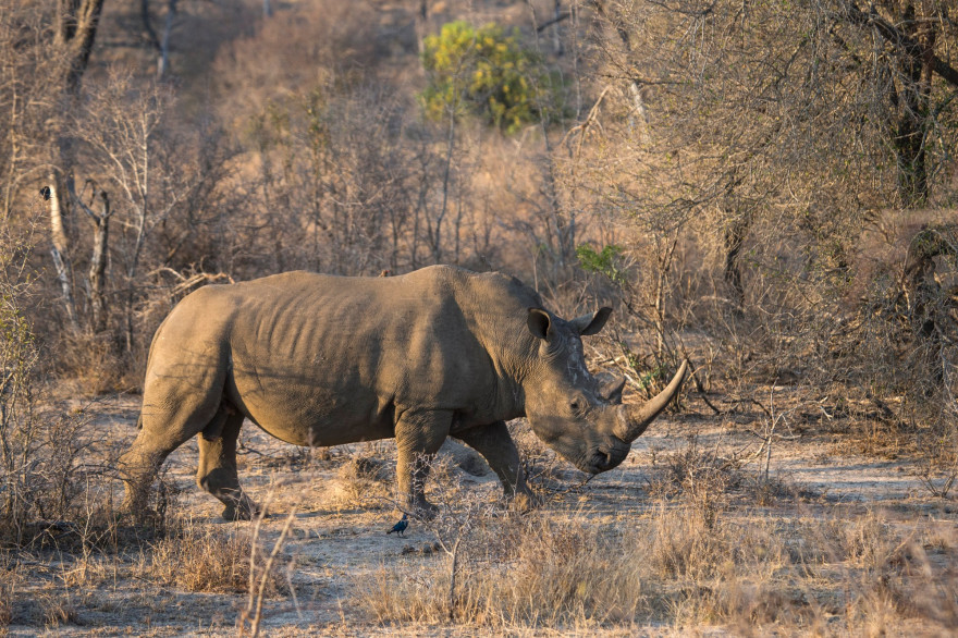 Un rhinocéros blanc au parc national Kruger en Afrique du Sud