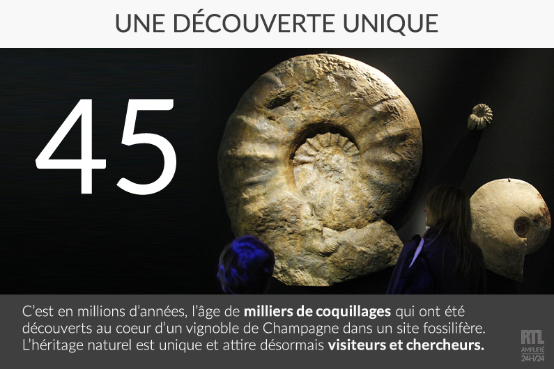 Des coquillages plus vieux que l'espèce humaine