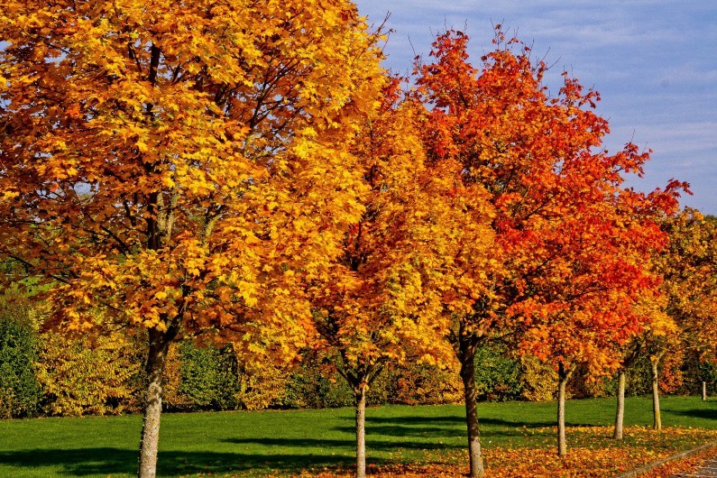 Des arbres en automne (illustration)
