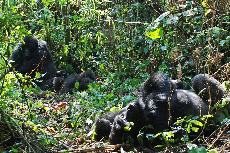 Des gorilles dans la forêt du parc national de Virunga en République démocratique du Congo. (Illustration.)